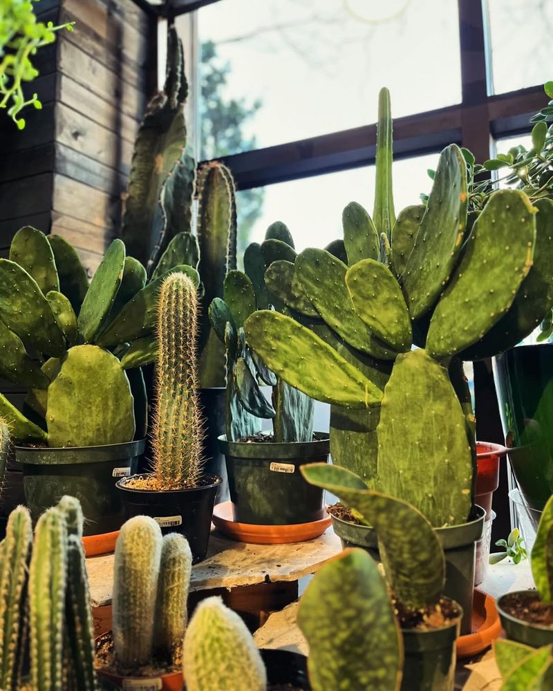 Cactus