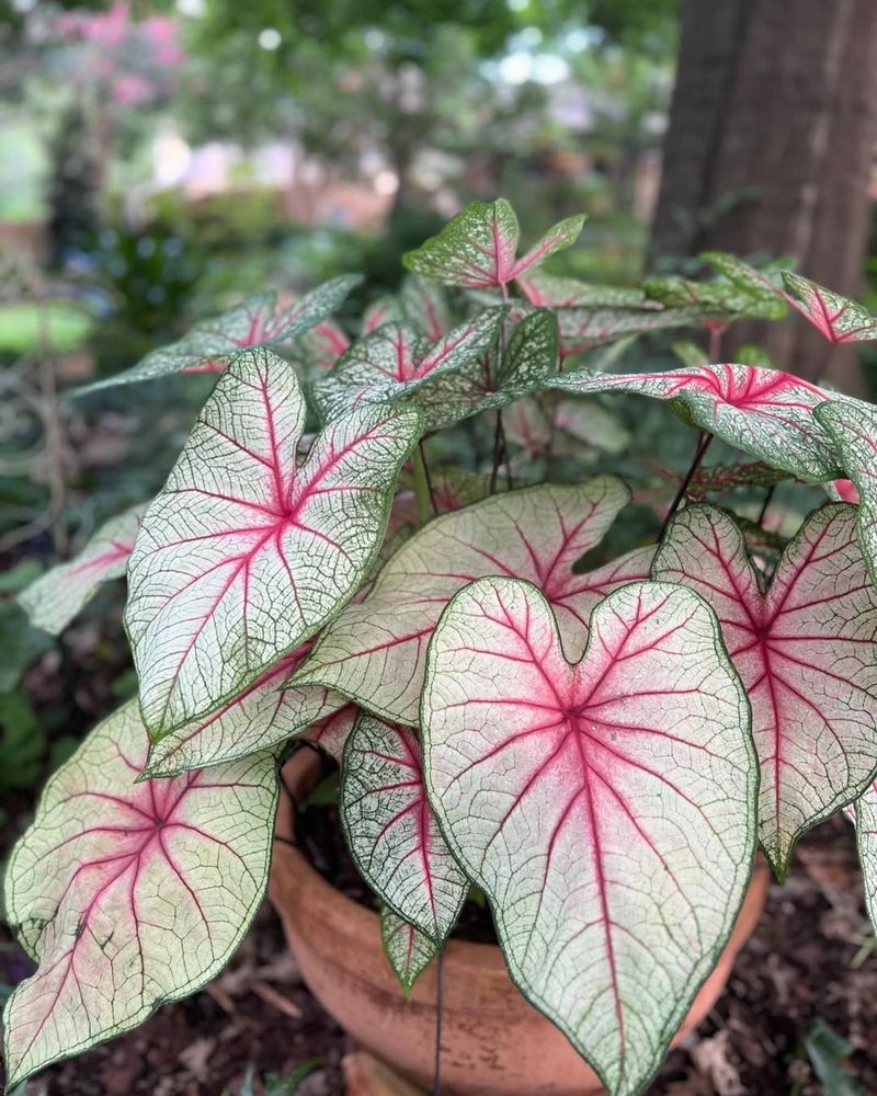 Caladium