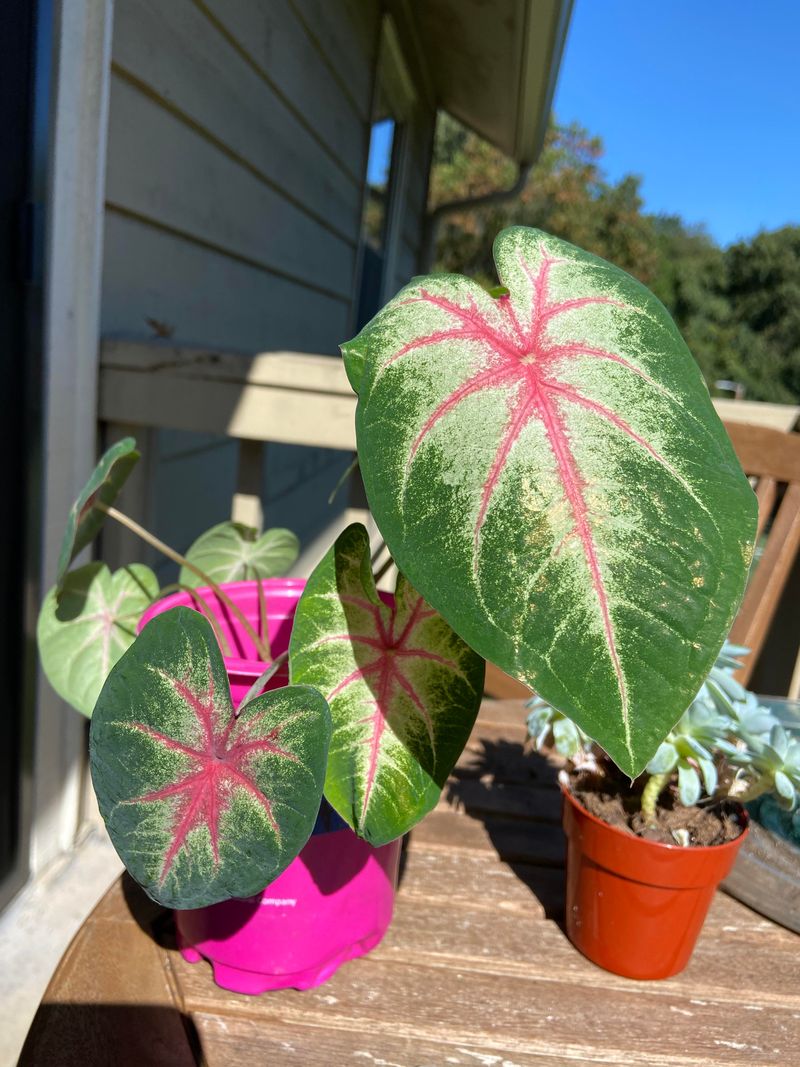 Caladium