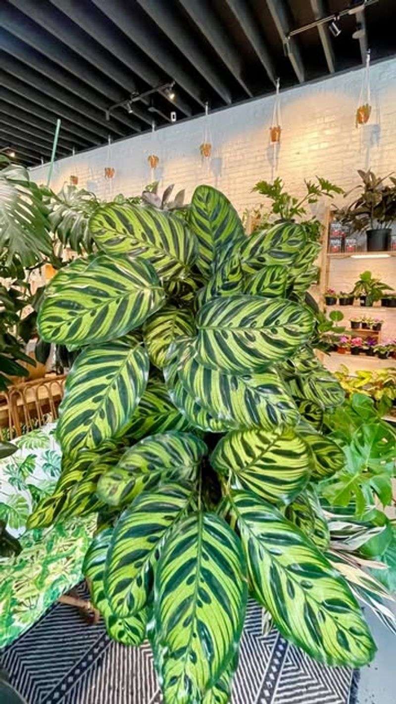 Calathea