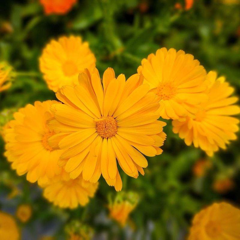 Calendula