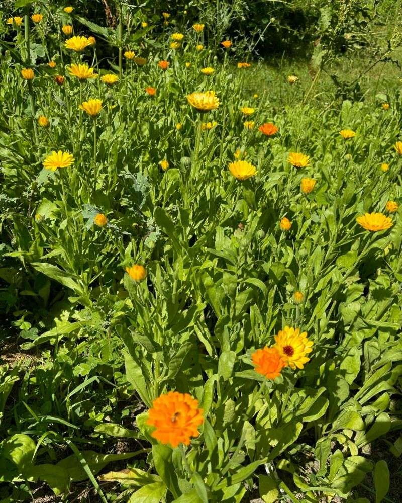 Calendula