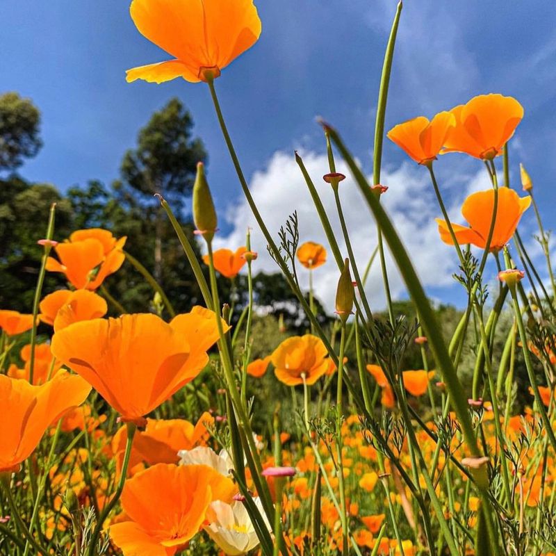 California Poppy