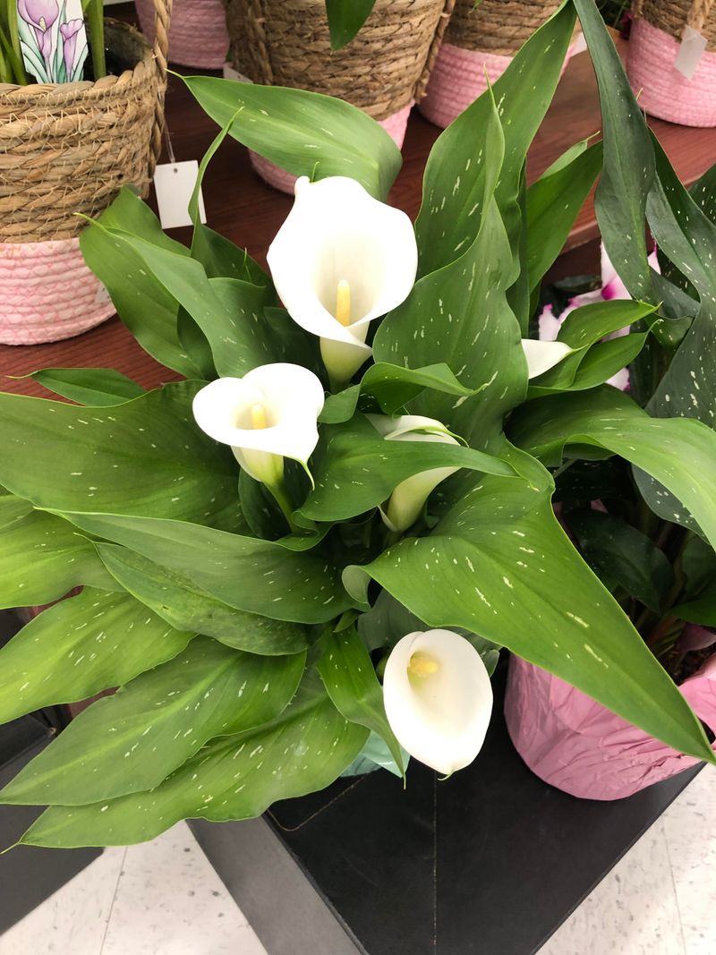 Calla Lily