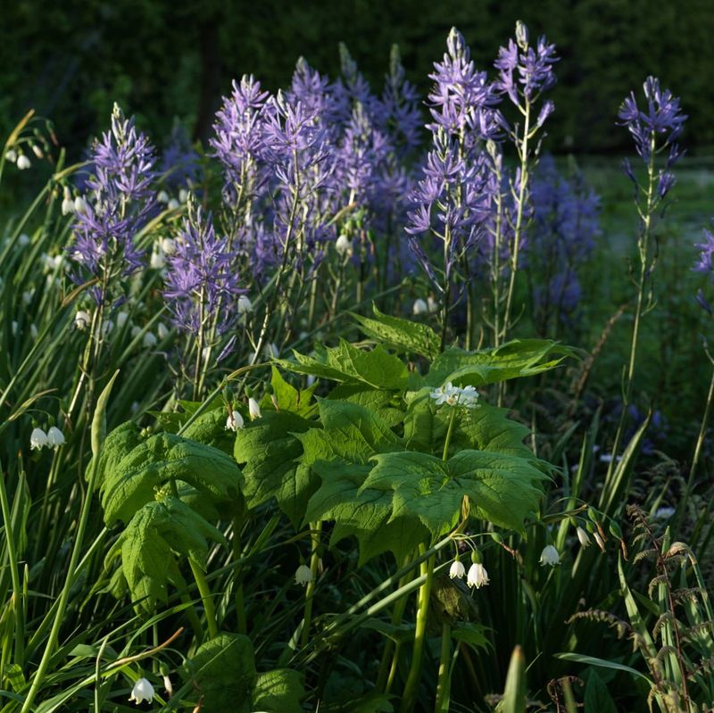 Camassia