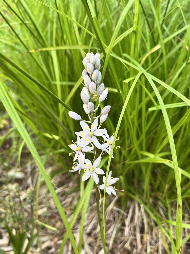 Camassia