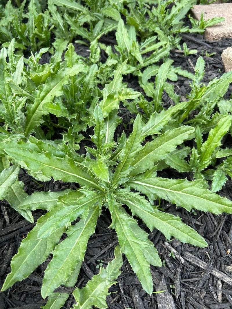 Canada Thistle