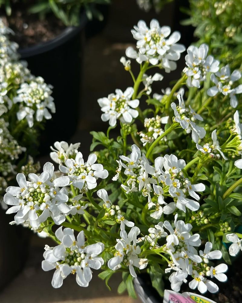 Candytuft