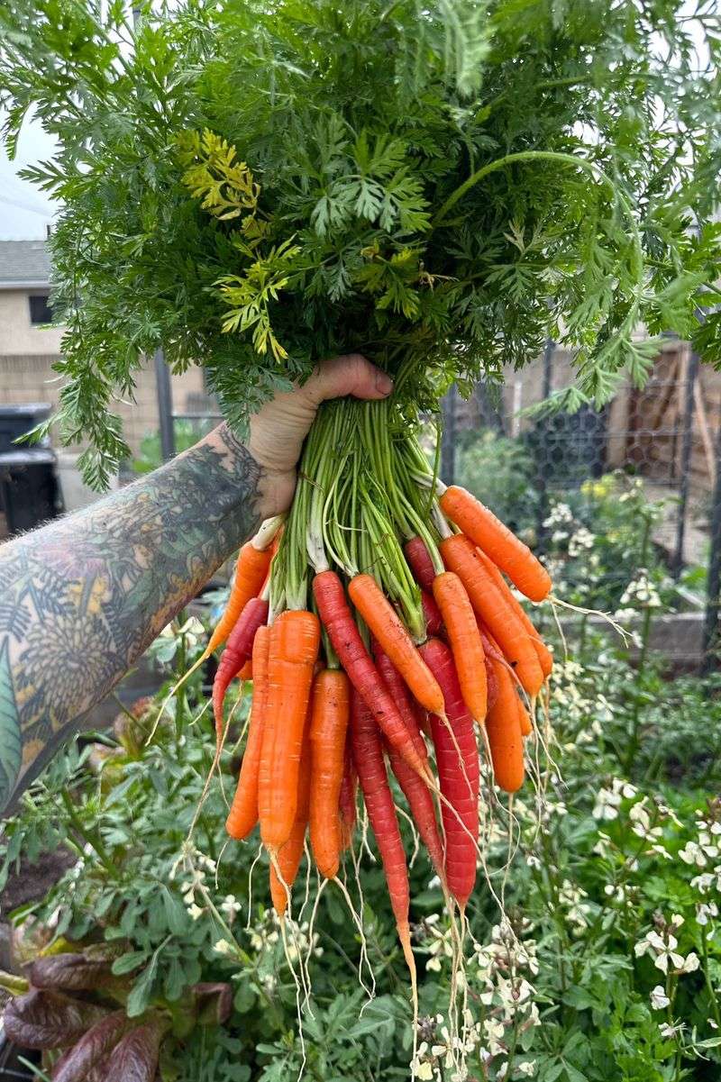 Carrots