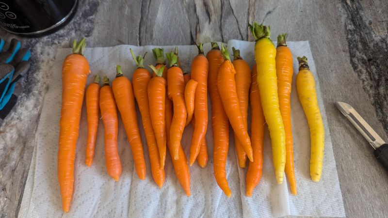 Carrots