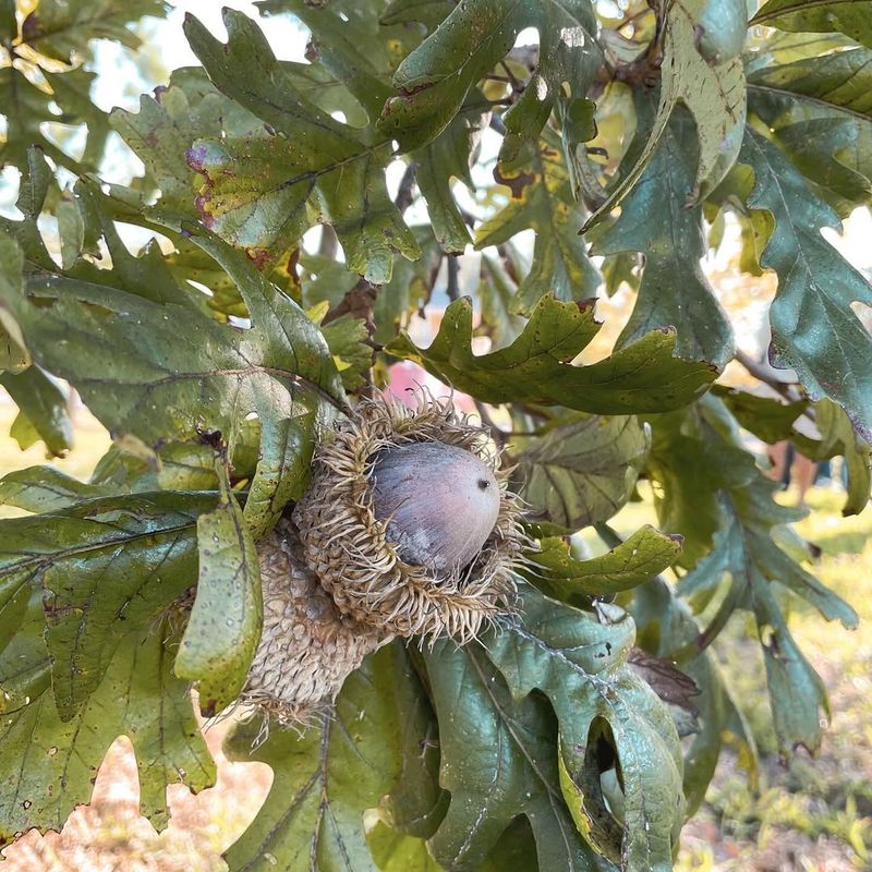 Oak (Acorns)