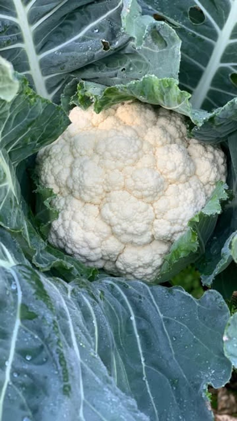 Cauliflower