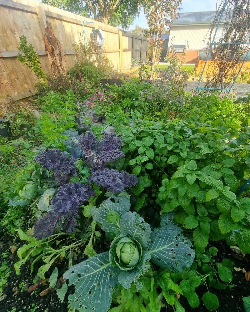 Cauliflower and Sage