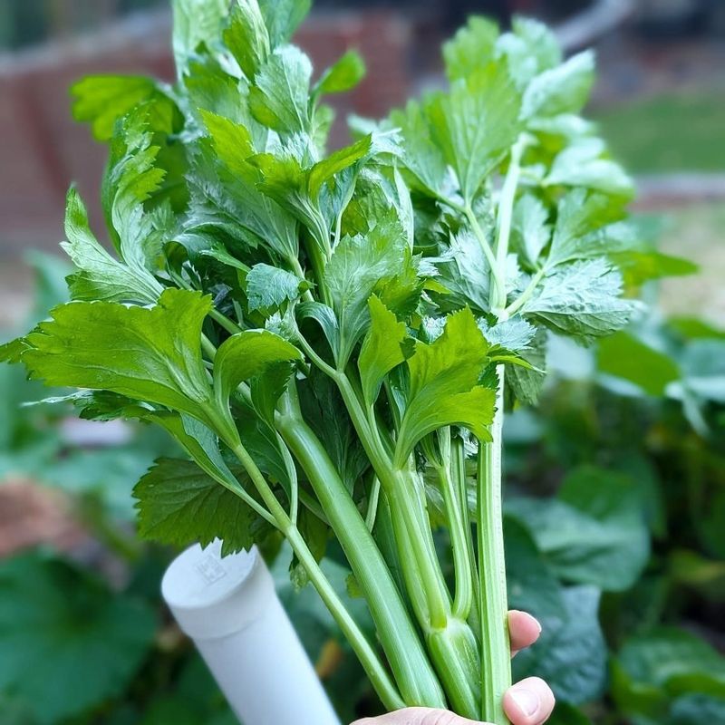 Celery (Don’t Thrive)