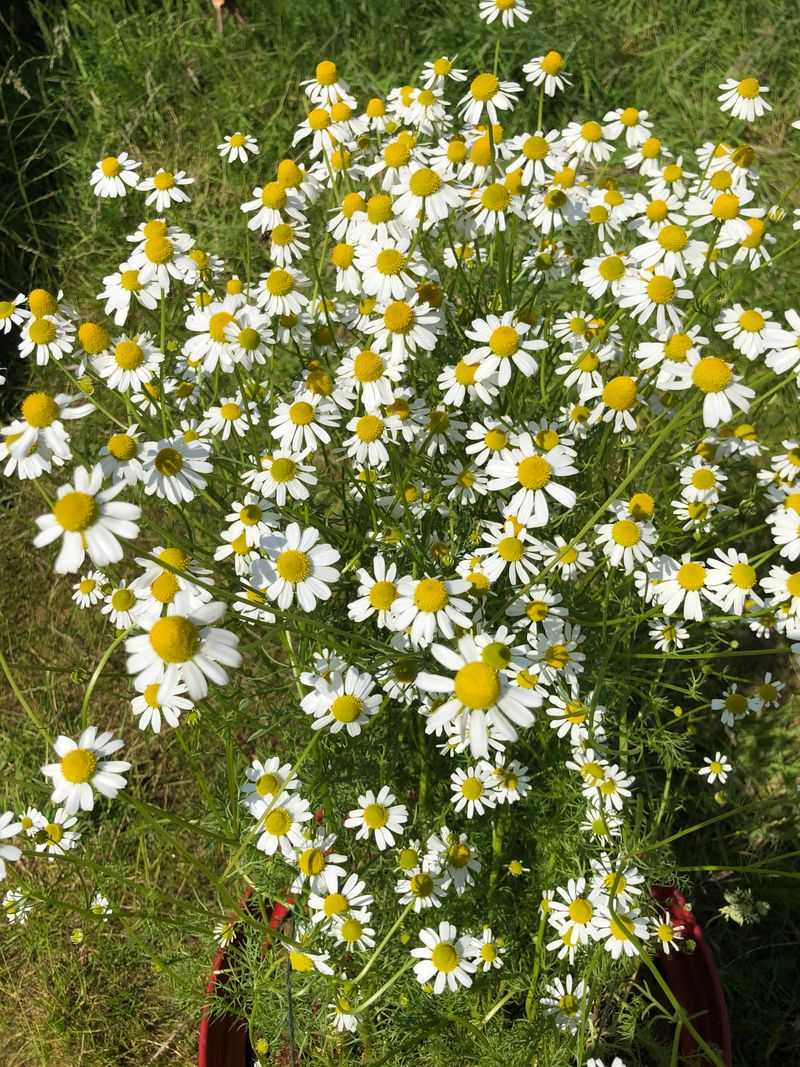 Chamomile