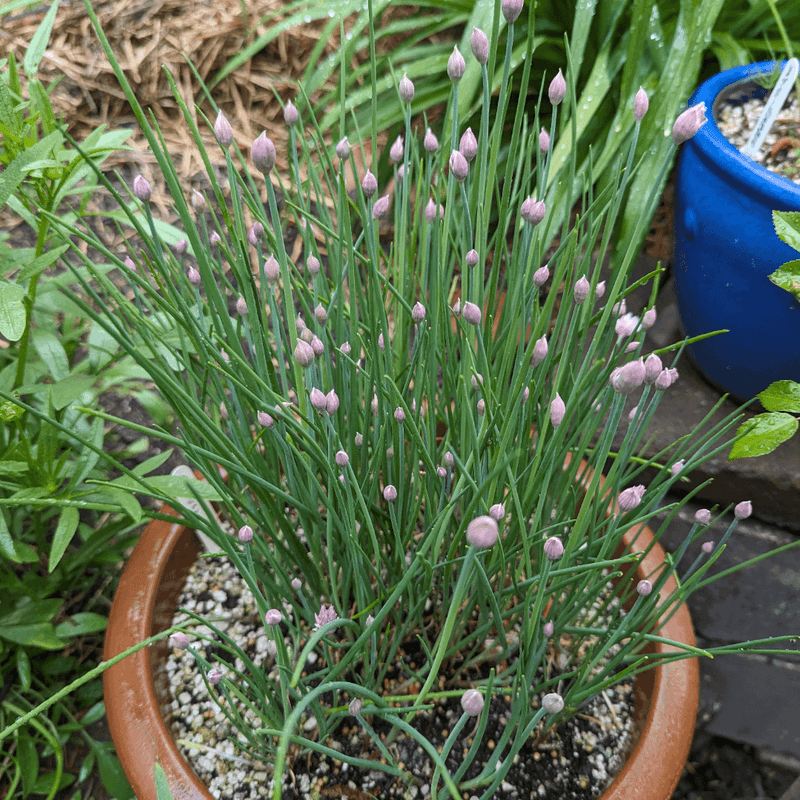 Charming Chives