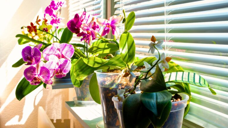 orchid indoors