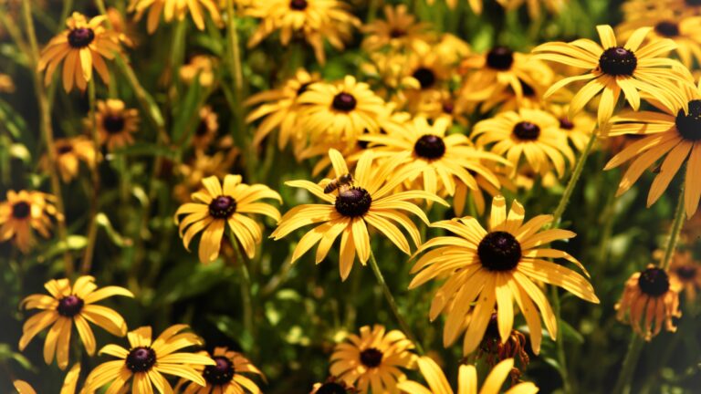 Check Out These 20 Perennial Flowers That Will Draw Attention To Your Garden