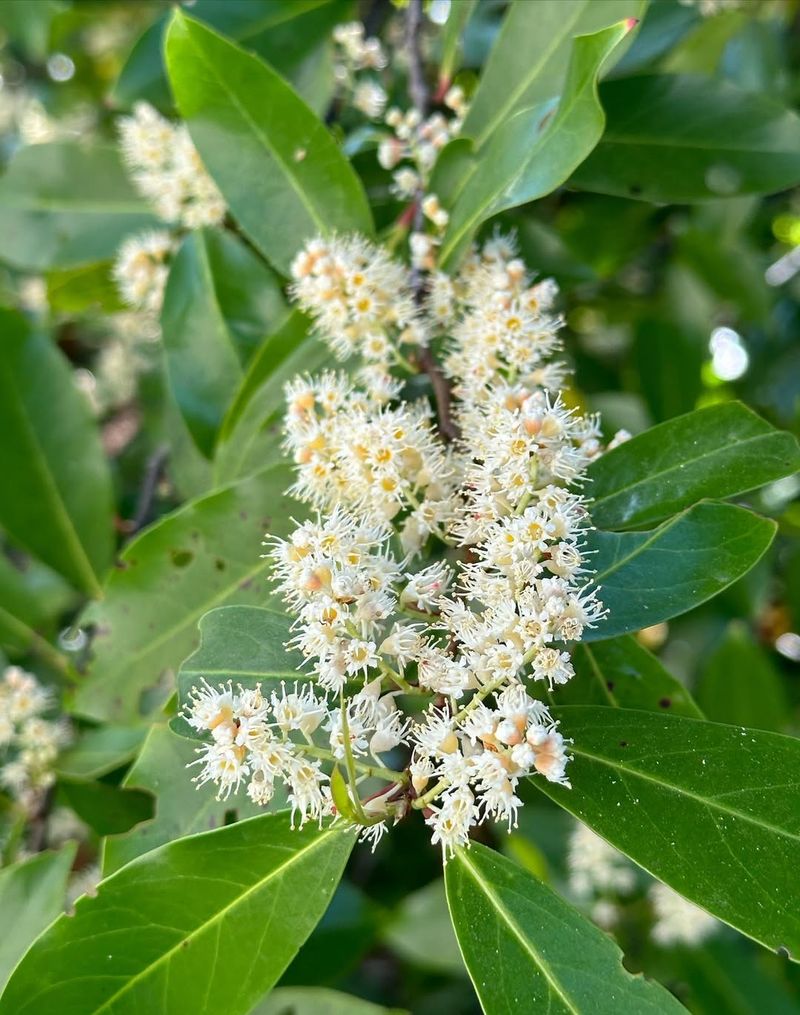 Cherry Laurel