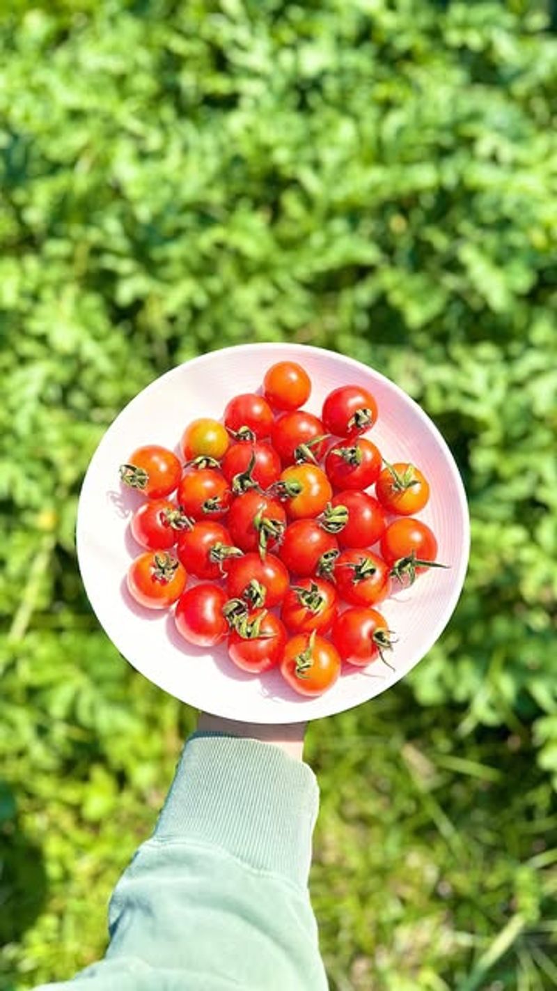 Cherry Tomatoes