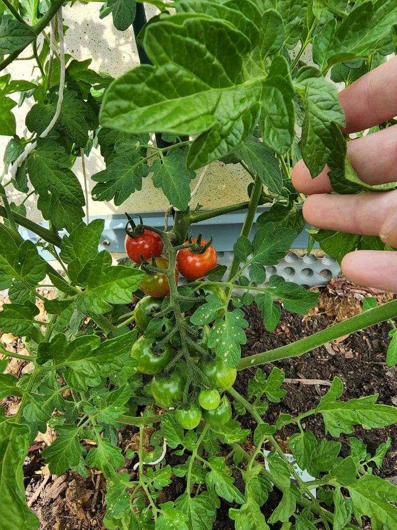 Cherry Tomatoes