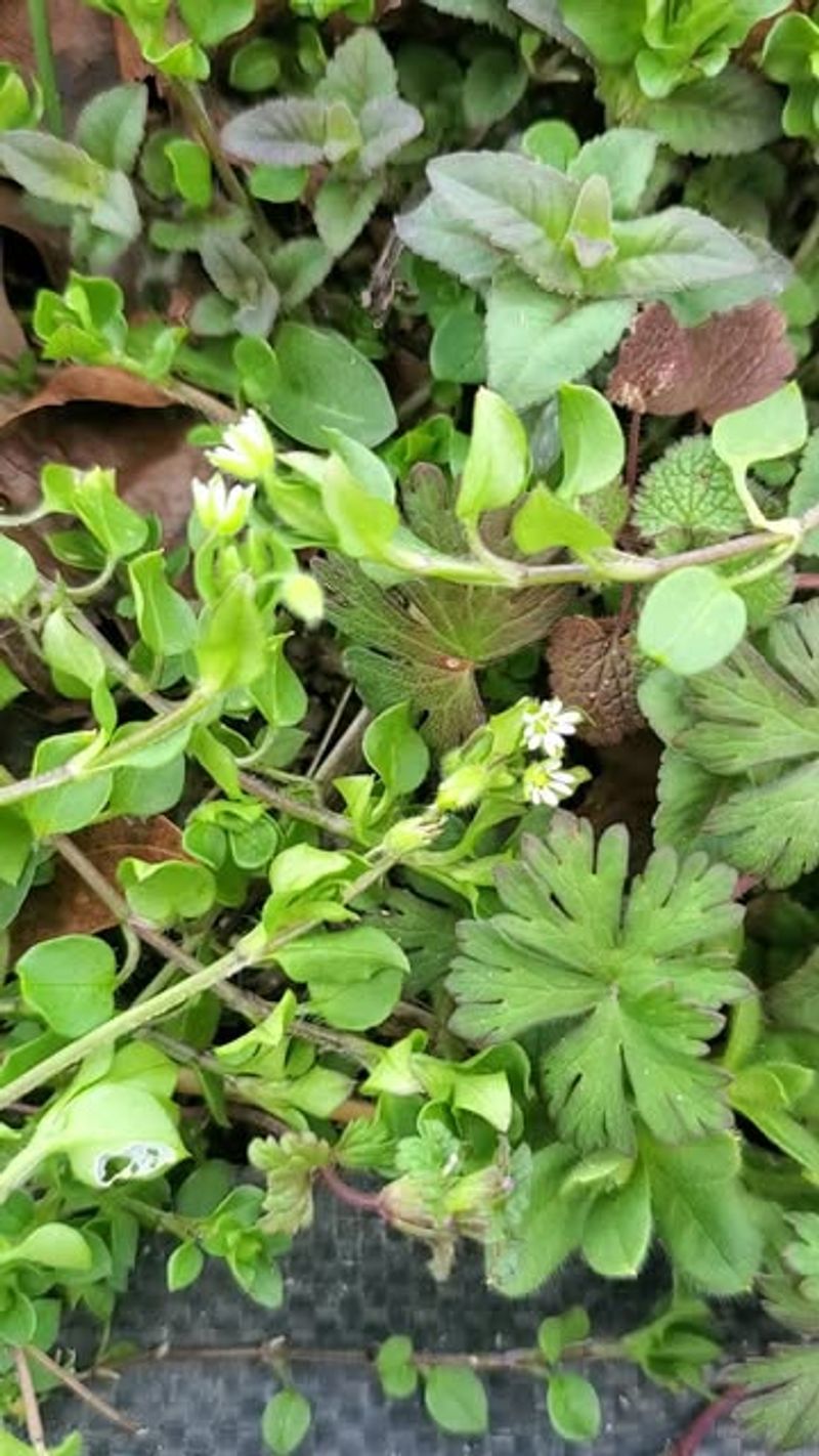 Chickweed