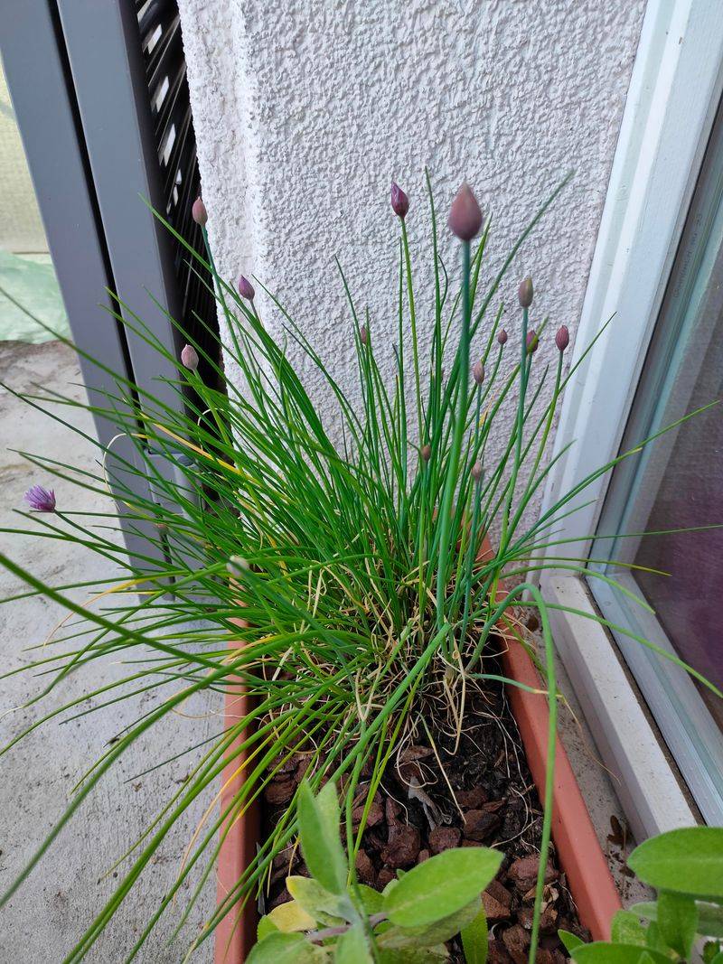 Chives