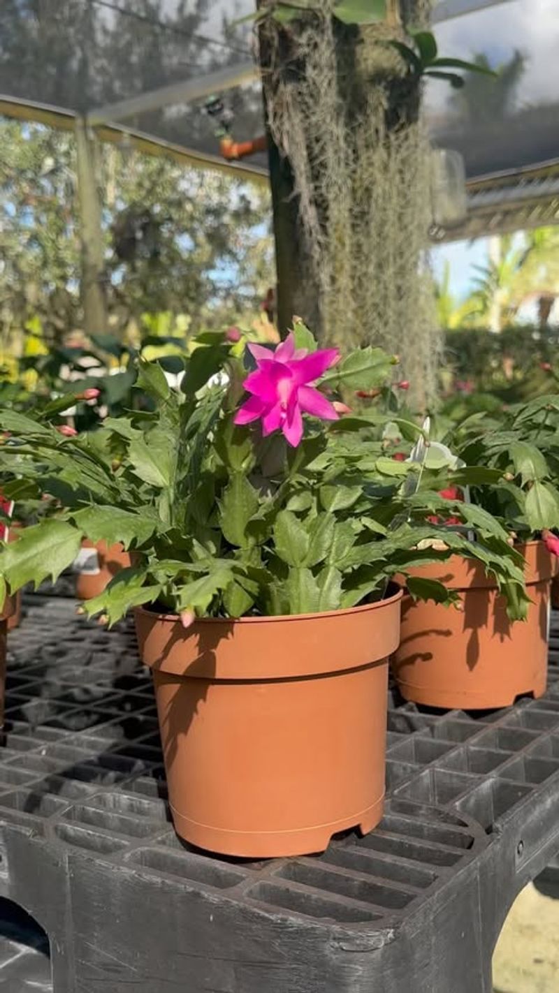 Christmas Cactus