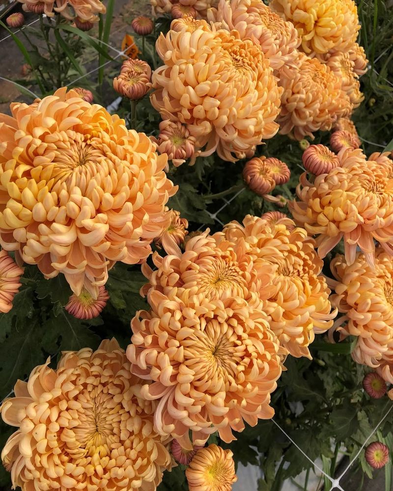 Chrysanthemum