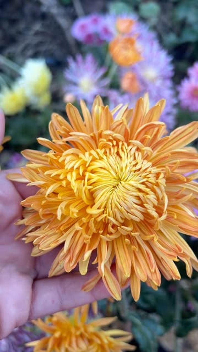 Chrysanthemums