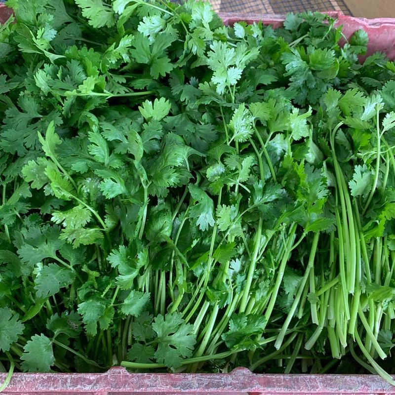 Cilantro