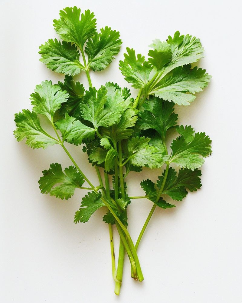 Cilantro