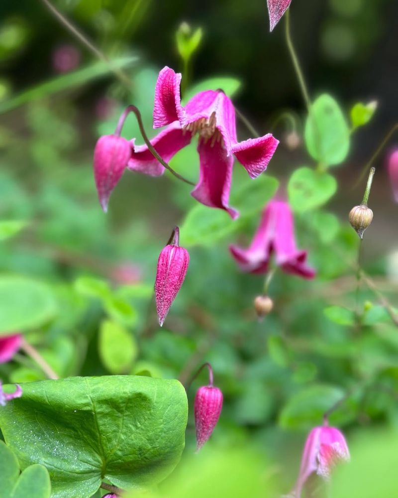 Clematis