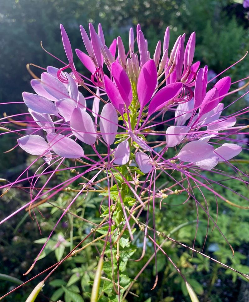 Cleome