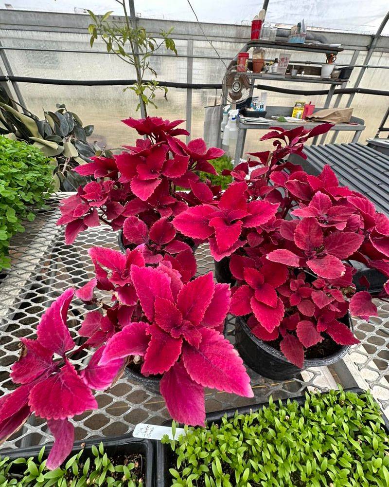 Coleus