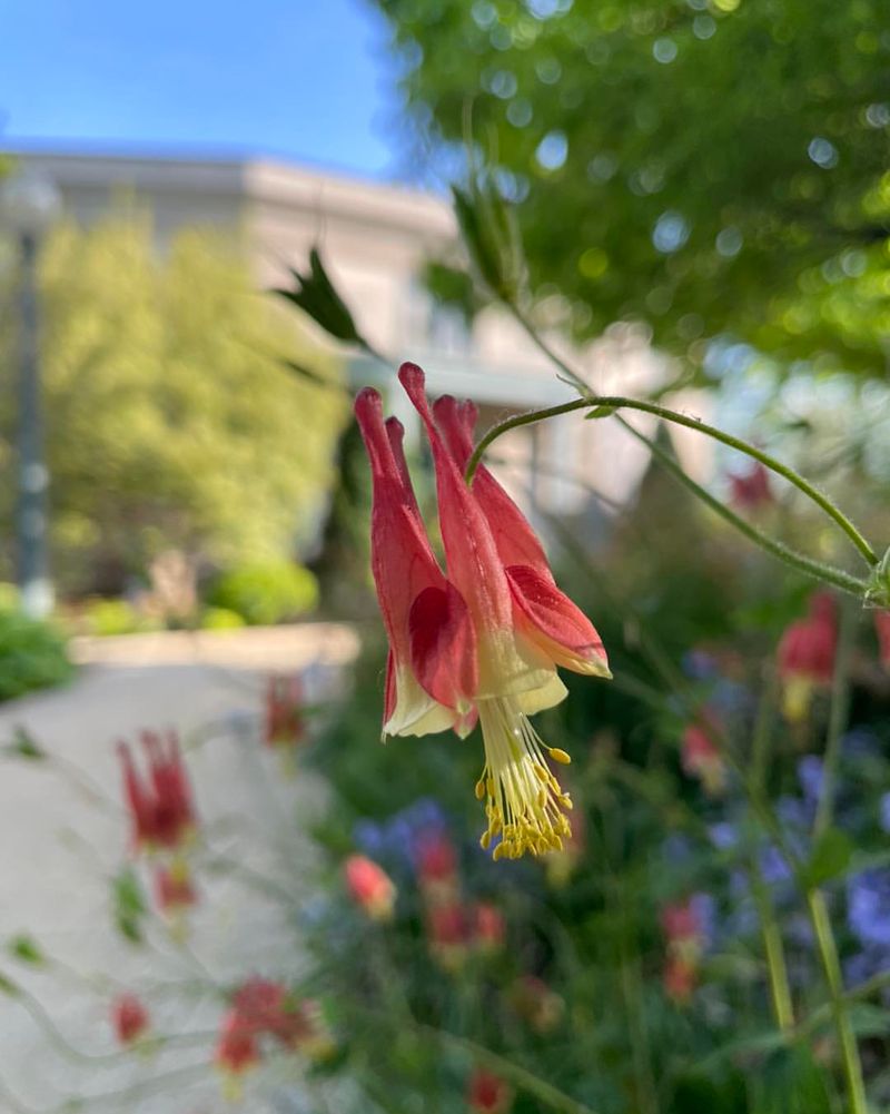 Columbine