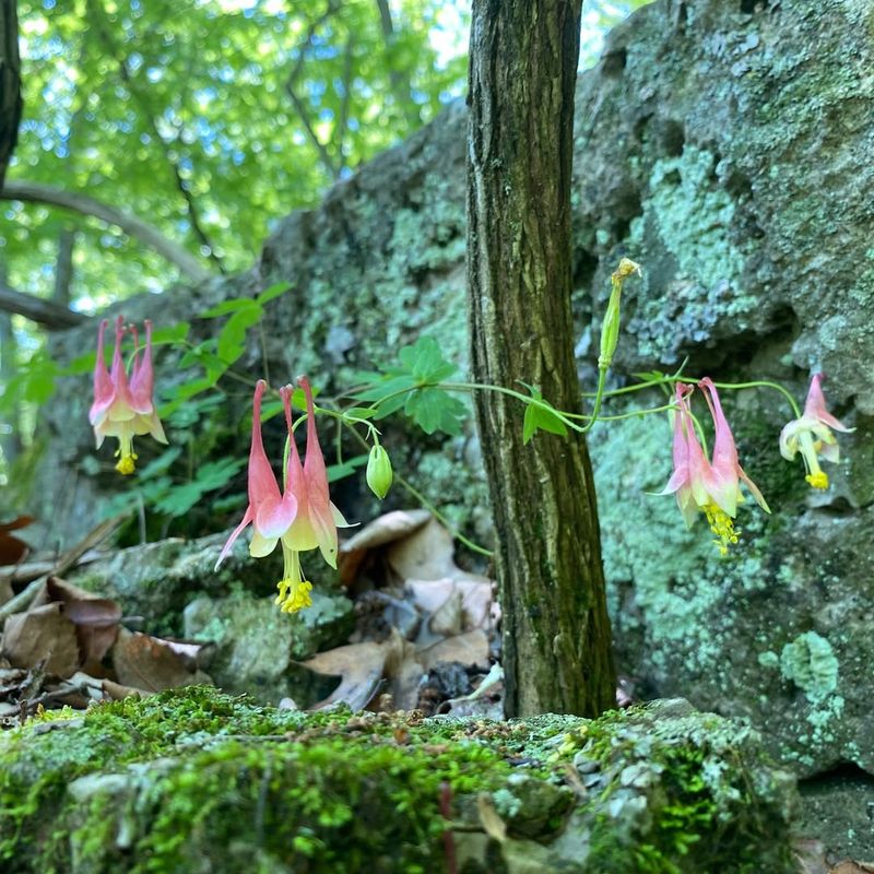 Columbine