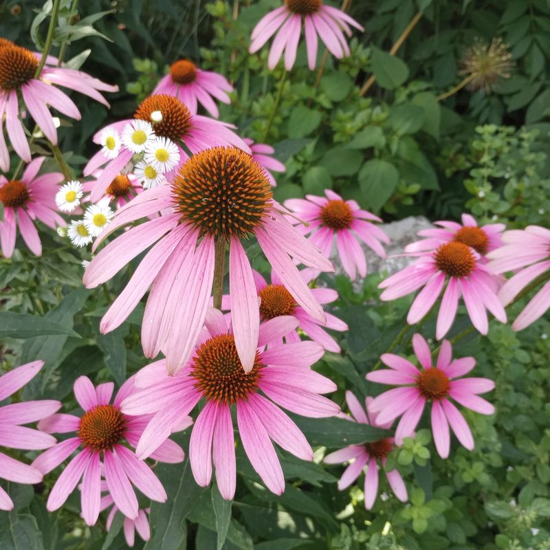 Coneflower