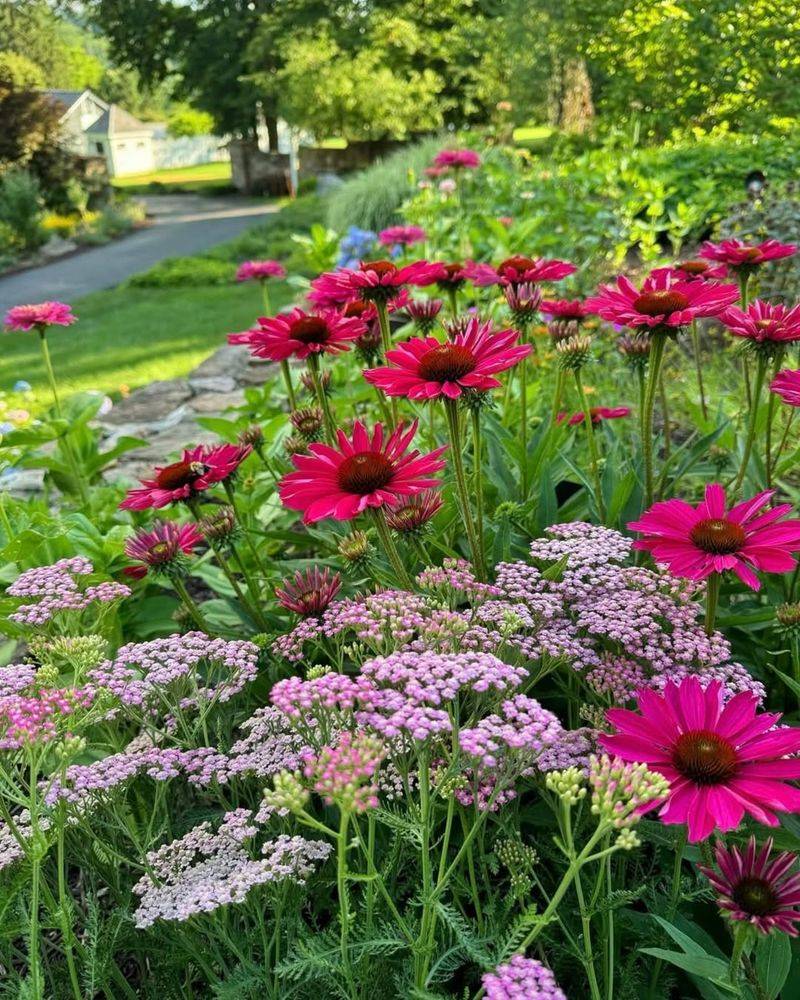 Coneflower