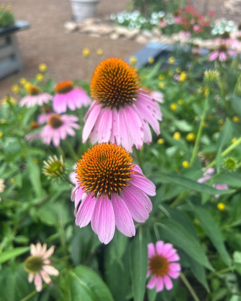 Coneflower