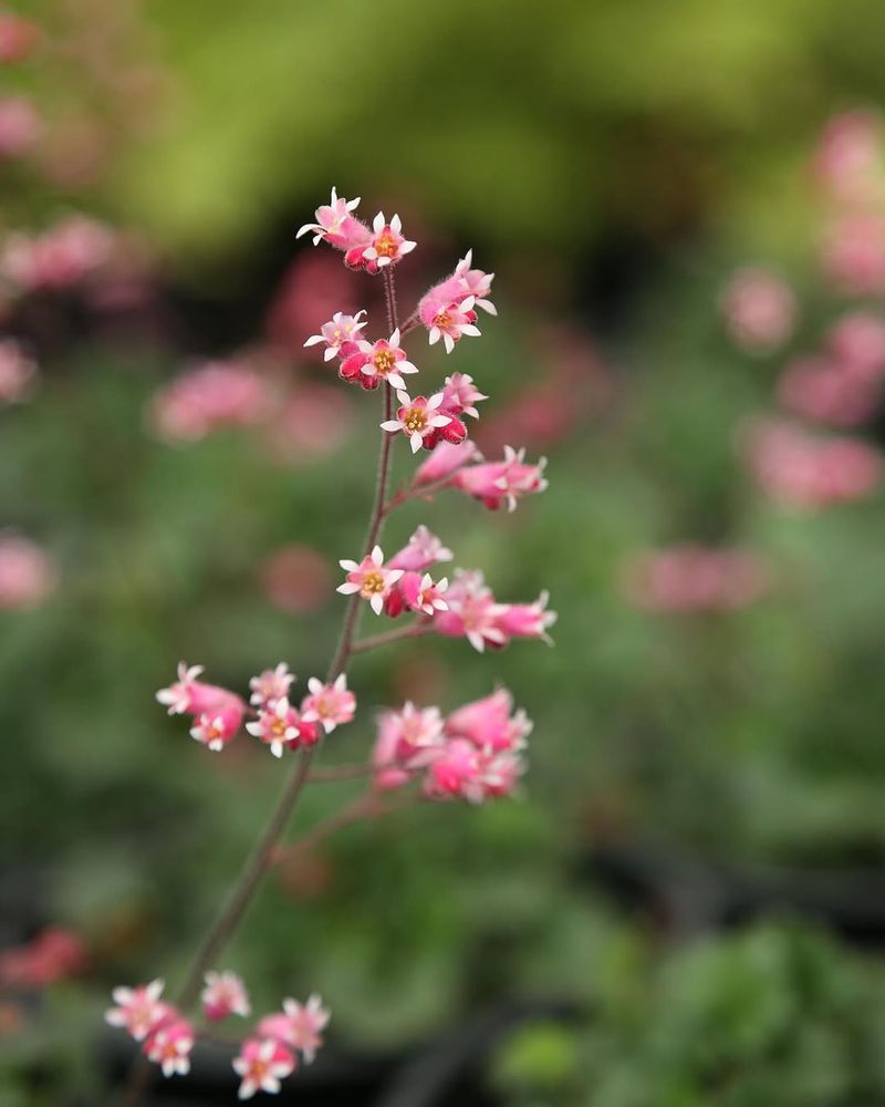 Coral Bells