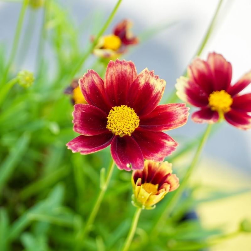 Coreopsis