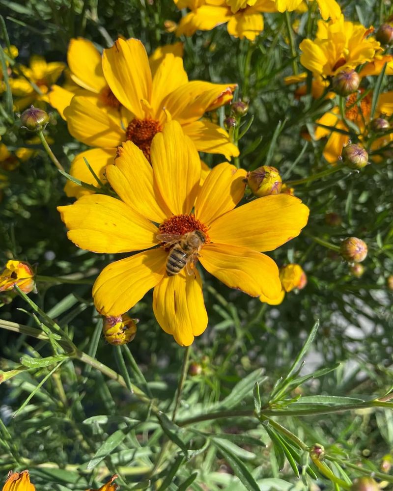 Coreopsis