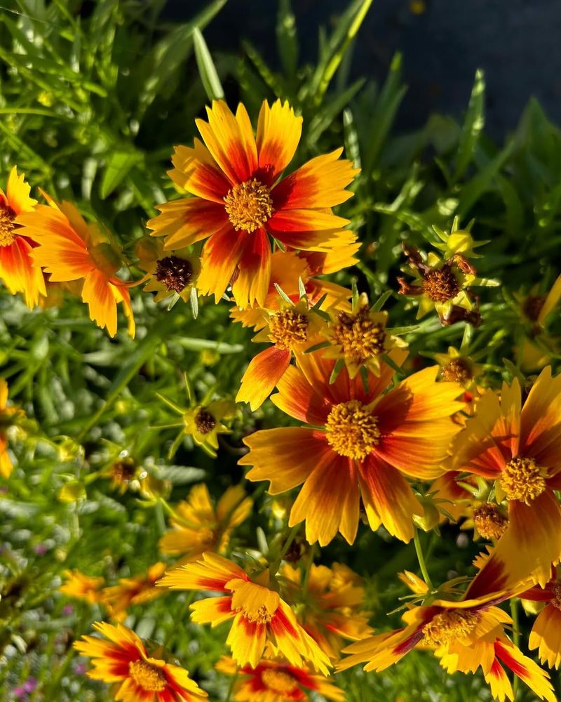 Coreopsis (Tickseed)