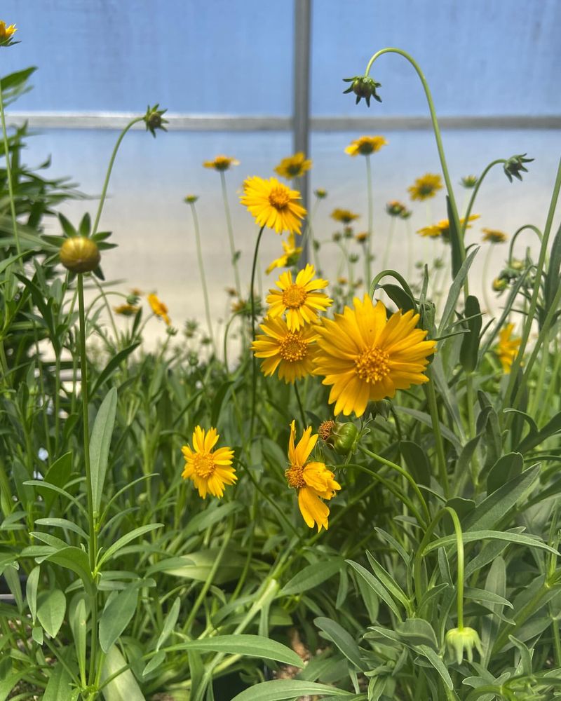 Coreopsis