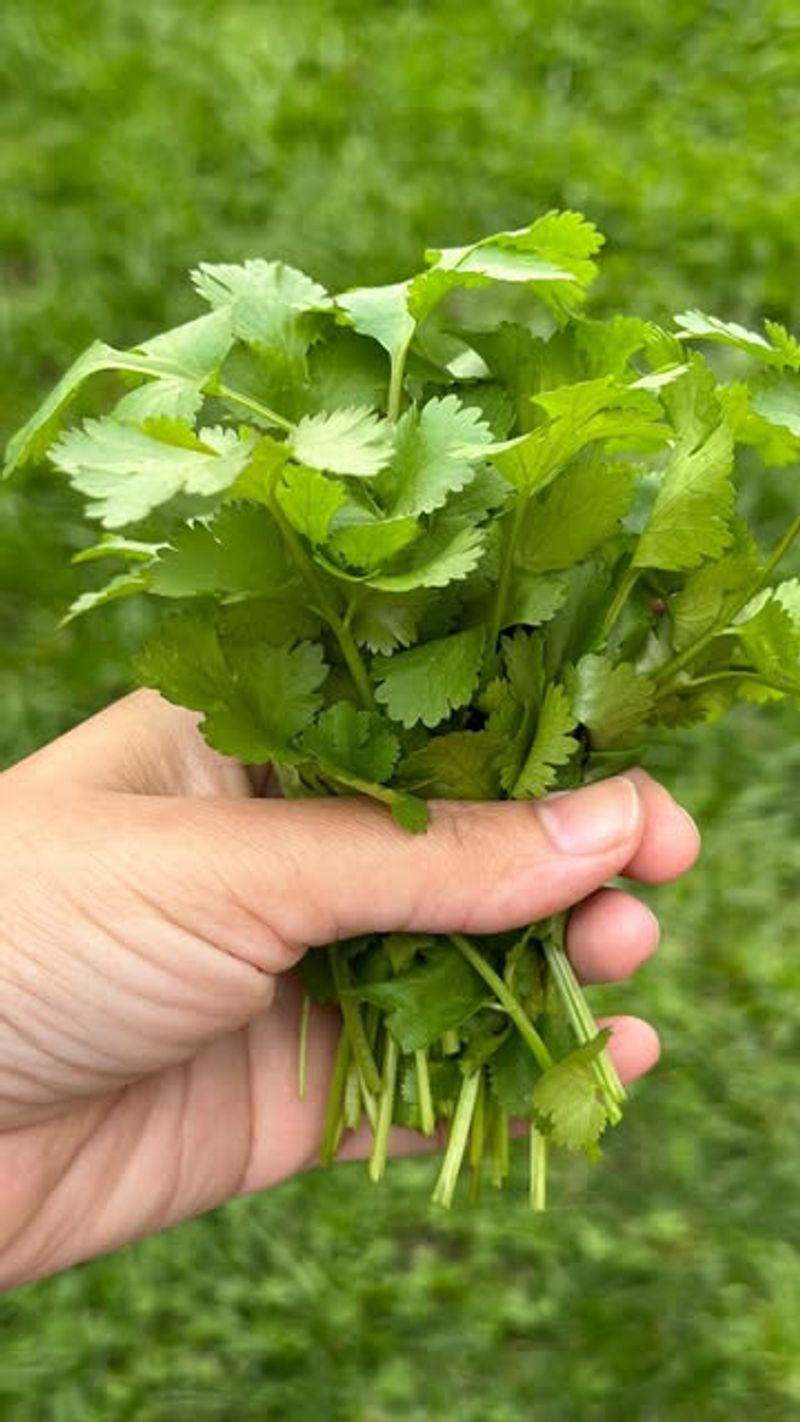 Coriander