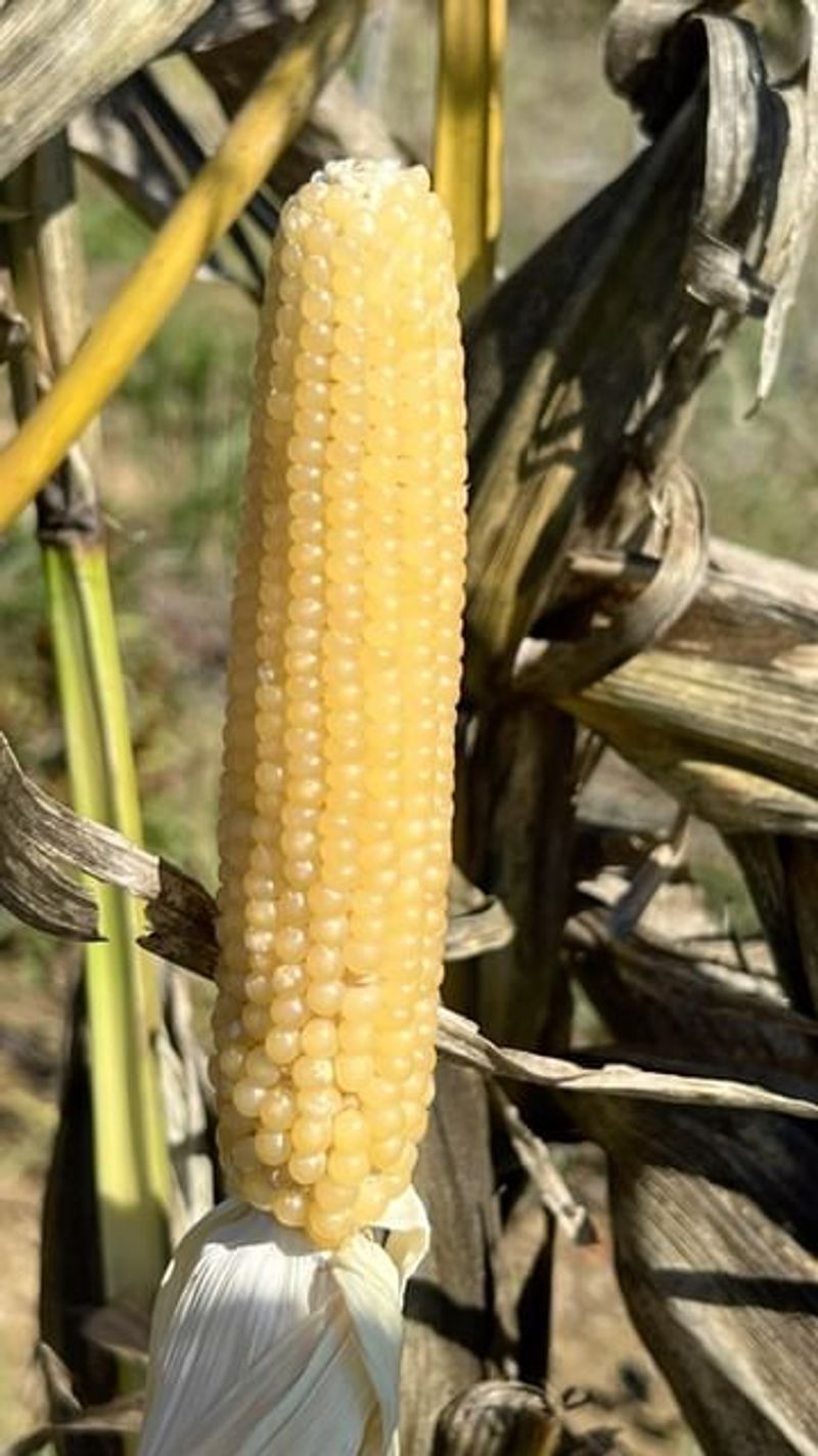 Corn (Don’t Thrive)