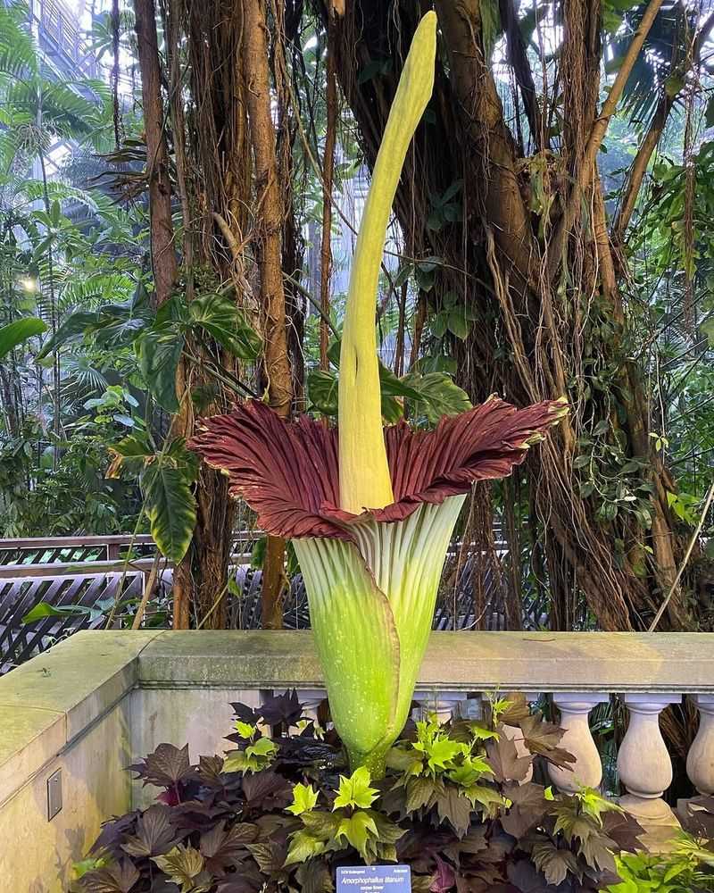 Corpse Flower