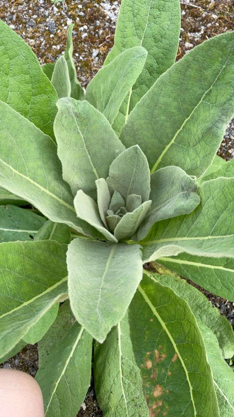 Lamb's Ear