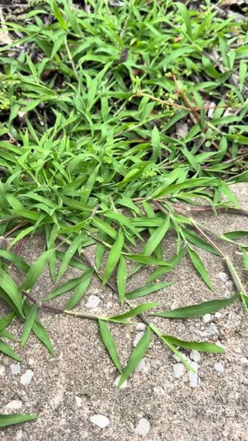 Crabgrass